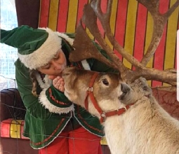 Reindeer and elf kisses