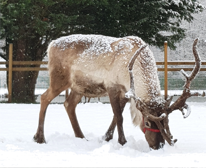 Contact the Reindeer Lodge and Santas Grotto
